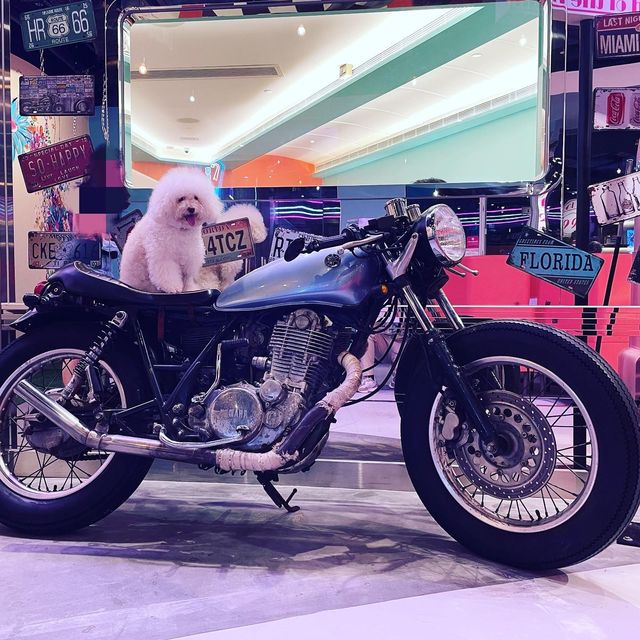 狗狗都入得嘅餐廳🥰