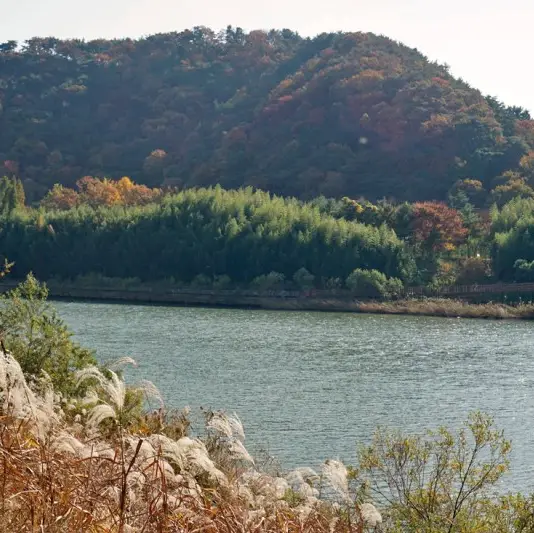 울산 여행지 태화강 십리대밭