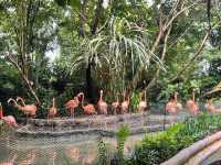 Amazon River Quest Ride at River Safari Zoo