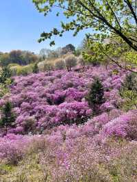 핑크빛 진달래가 가득한 원미산🌸💗