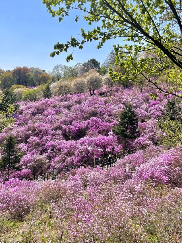 핑크빛 진달래가 가득한 원미산🌸💗
