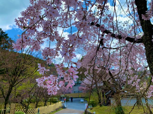 京都　SAKURA 桜めぐり❗️永観堂の桜に感動❗️