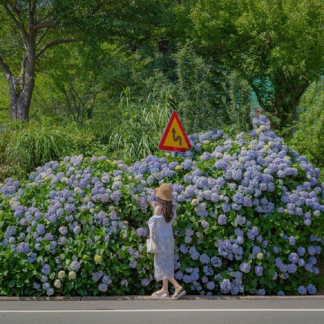 💙카페와 함께 수국을 즐길 수 있는 [거제도, 썬트리팜]