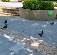 市中心休憩花園
