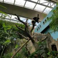 See baby panda Le Le at River Wonders!