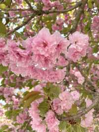 핑크빛 꽃밭에서 피크닉 어때요💖🌸