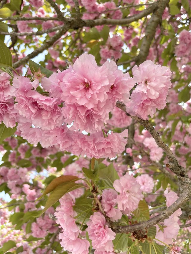핑크빛 꽃밭에서 피크닉 어때요💖🌸