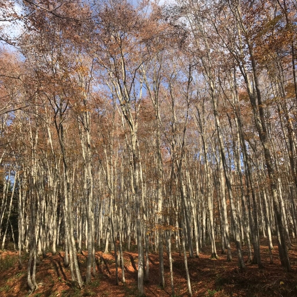 [Niigata] Bijinrin Forest + Ponshukan