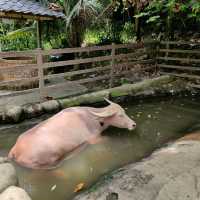 #Farm In The City
