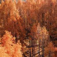 대전 여행지 : 장태산🍁