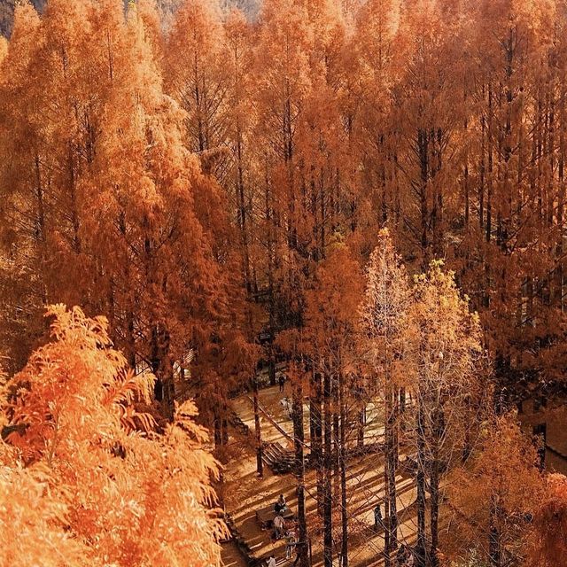 대전 여행지 : 장태산🍁