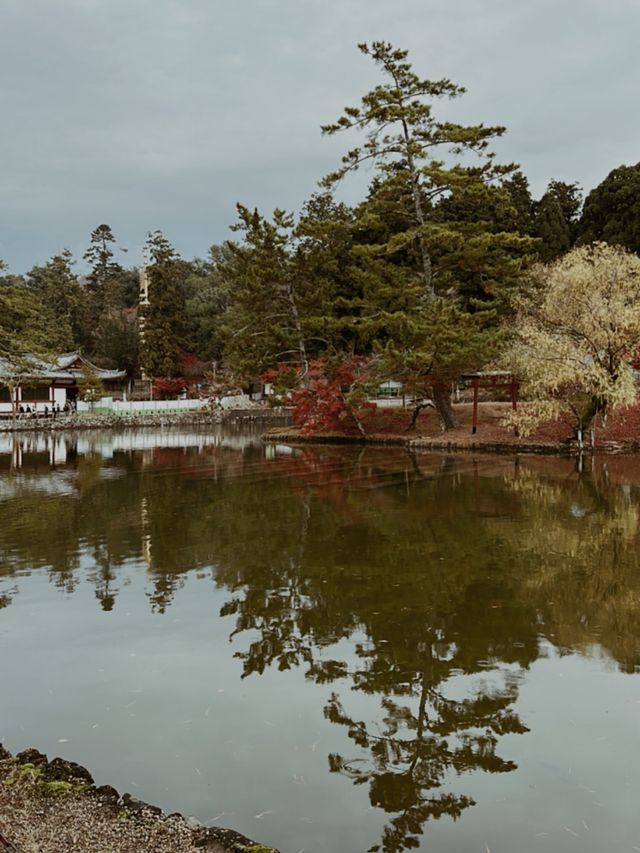 日本大阪必去景點-奈良公園