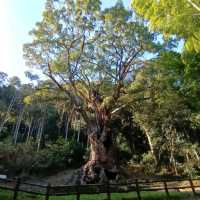 ต้นการบูรยักษ์อายุกว่า 3000 ปี