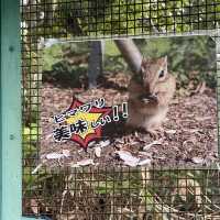 小樽でシマリスに会う！天狗山シマリス公園