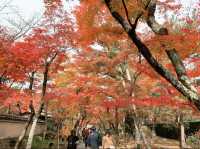 京都[紅葉めぐり]    　ー獅子吼の庭ー　宝厳院にて心を癒す