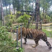 호랑이 들의 쉼터 🐯Tiger Park ! 🐅