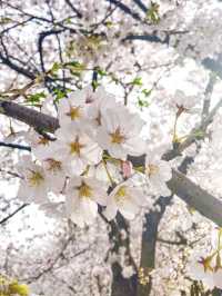 서울 감성 벚꽃명소를 찾는다면, 바로 이 곳🌸