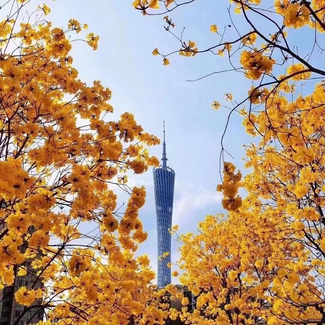 三月，在與鮮花爭春的廣州塔上吃喝玩樂