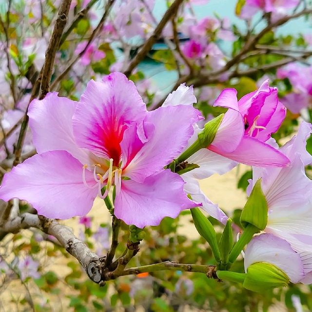 食燒鵝好去處