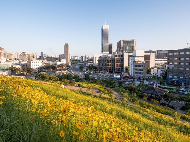서울이 이런 곳이? 금계국 가득한 동대문 풍경
