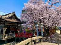 京都　京都散策旅　六孫王神社の桜に感動❗️