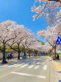 올 봄 핫플이었던 대릉원 돌담길 벚꽃길🌸