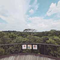 Scenic Walk to Bukit Timah Nature Reserve