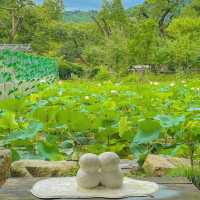 푸릇푸릇한 여름의 남이섬🌱