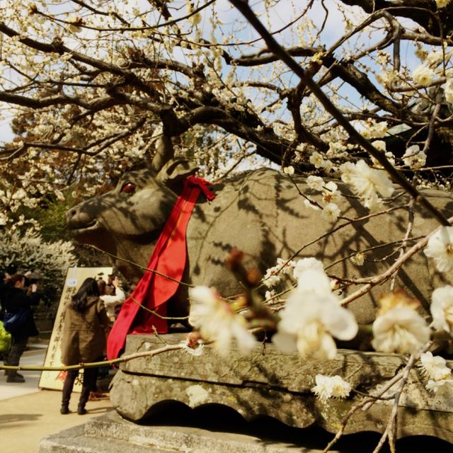 2，3月の京都旅行なら北野天満宮