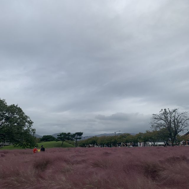 첨성대 옆 핑크뮬리와 꽃밭🌷🌹 첨성대 옆 핑크뮬리와 꽃밭🌷🌹