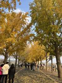 아산 곡교천 은행나무길 하나로 가을 낭만 완성🍂
