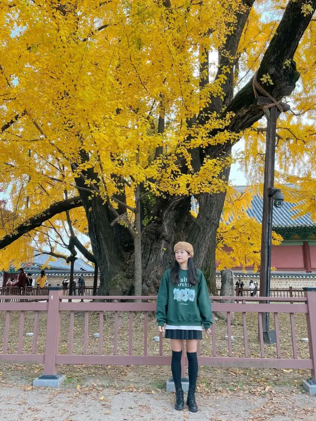 [명륜당] 커다랗고 풍성한 은행나무가 있는 성균관대학교 명륜당🍂 