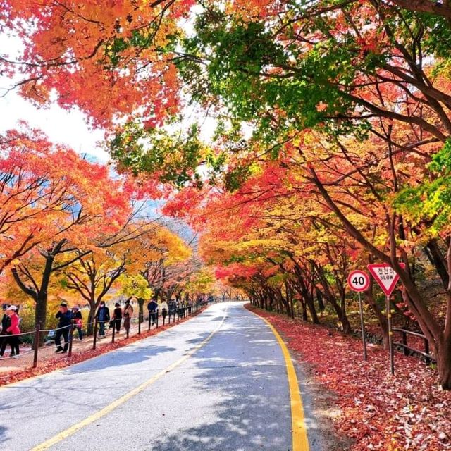 가을의 선물 내장산단풍터널