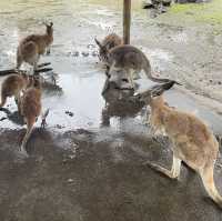 Aussie Wildlife 