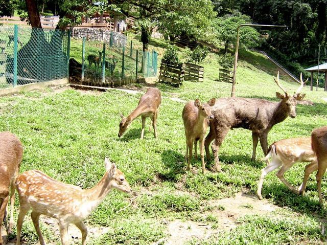 Deer Park