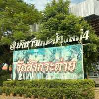 วัดสังกระต่าย​  มหัสจรรย์ต้นโพธิ์ล้อมโบสถ์​400ปี