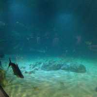 暹粒水族館及動物園