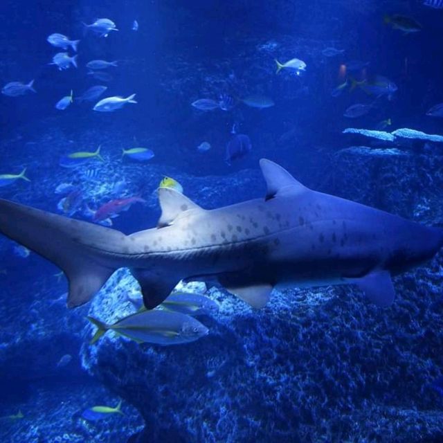 Sumida Aquarium At Tokyo Solamachi