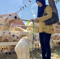 Romantic European Style Sheep Farm 🐑 