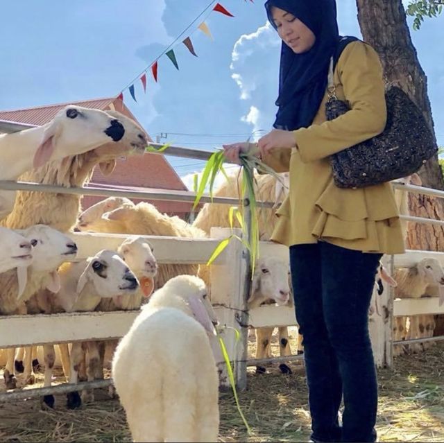 Romantic European Style Sheep Farm 🐑 