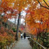 Colours of autumn at Hwadam-sup