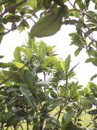 Chuyện của Xíu 