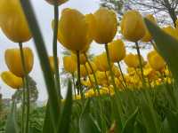 Mafan Agricultural Wonderland - Spring Time!