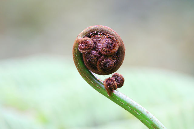 馬來西亞 ｜欣賞熱帶雨林生物多樣性