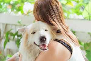 Therapy Dog Group Class  (6 week session with 2 practical sessions) | Paws Please Dog Training