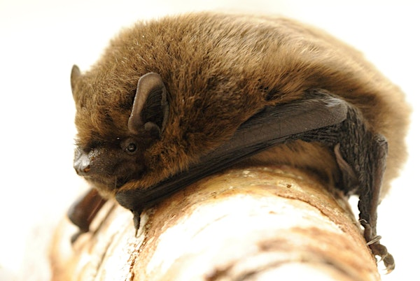 Local Volunteer Event: Evening Bat Walk | Garnier Road Car Park