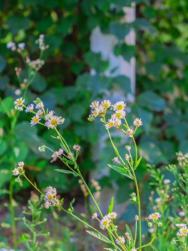 부평 신트리공원, 여유로운 산책길 부평 신트리공원, 여유로운 산책길