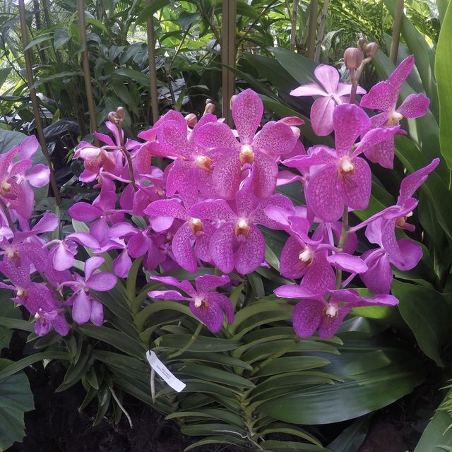 Communing w/ nature @ Nat’l Orchid Garden