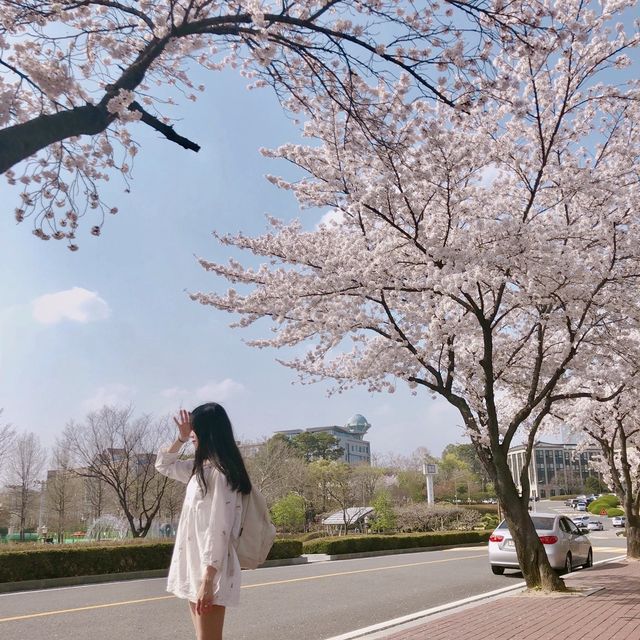 대학로 벚꽃 맛집, 경북대학교 러브로드?!💓