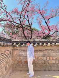 서울도 벚꽃 폈댱🌸